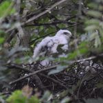 Fluffy juvenile sparrowhawk sitting in its nest in a tree