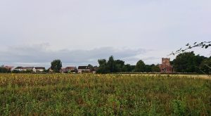 A field of sunflowers