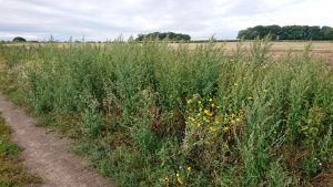 White goosefoot and common fleabane along a field edge