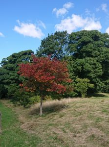 A tree with autumn's red leaves in front of green-leaved ones