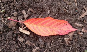An orange leaf lying on the ground