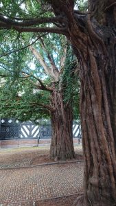 Two enormous yew trees in a small courtyard