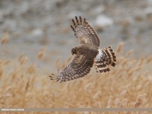 Female or juvenile hen harrier in flight