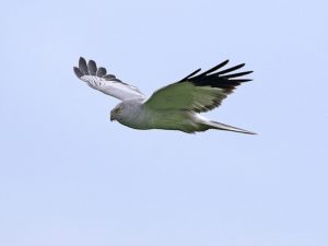 Male hen harrier in flight