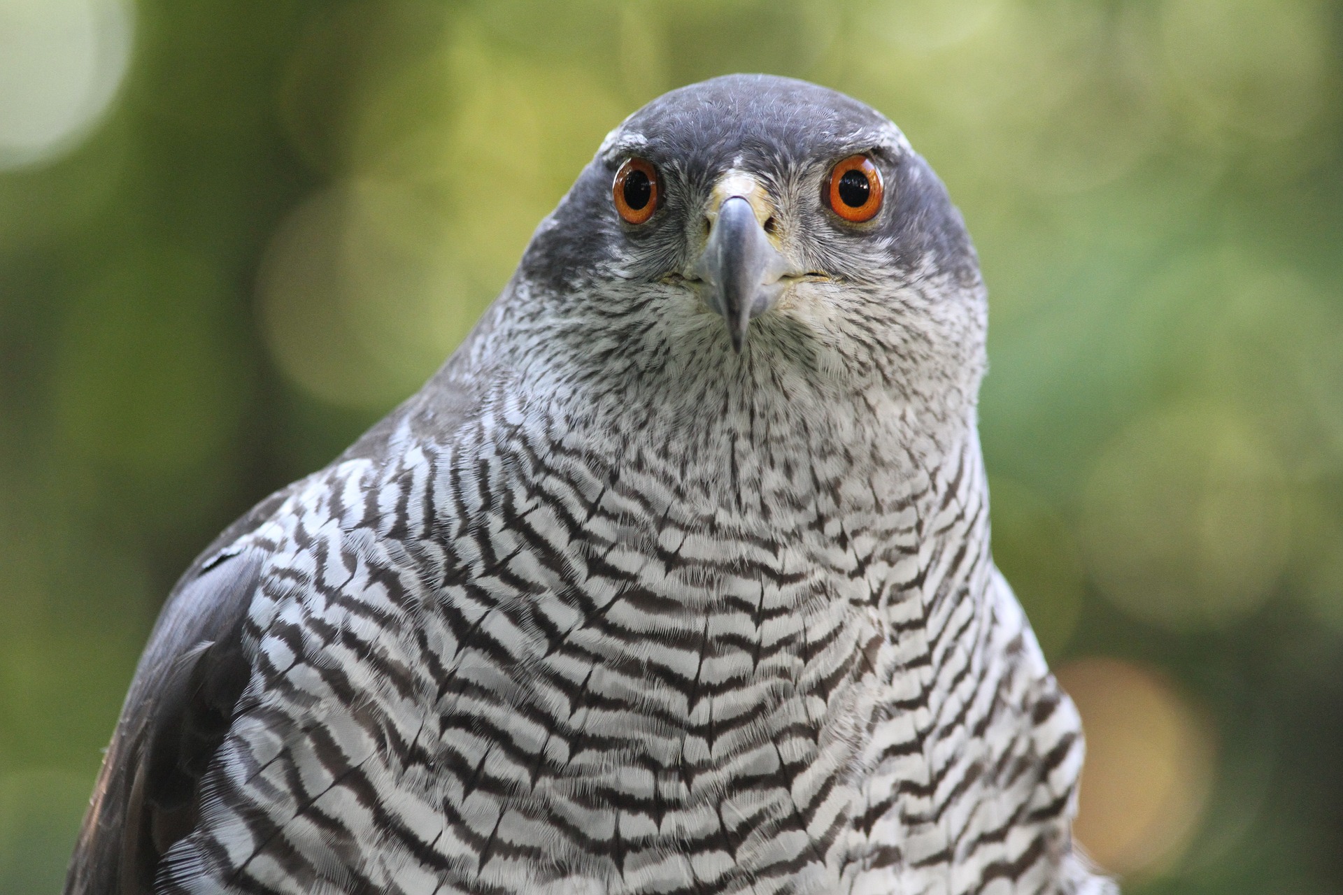 The Northern Goshawk Accipiter Gentilis Words And Deeds The Northern Goshawk Accipiter Gentilis Words And Deeds